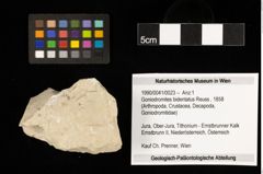 Foto (Objekt + Etiketten) von Goniodromites bidentatus (Reuss, 1858) (NHMW-GEO-1990-0041-0023)